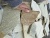 златолит золотисто-фисташковый